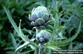 Cynara scolymus